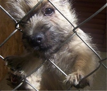 Cairn Terrier Puppies on Cairn Terrier Puppies For Sale