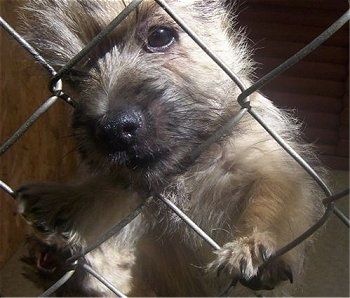 Cairn Terrier  Breeds on Cairn Terrier Puppy Photo Courtesy Of Jim And Carol Larkin