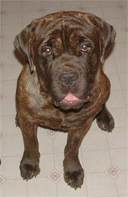 CaneCorsoCain2.JPG