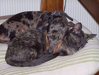 Lil Chopper the merle mini Dachshund snuggling with Buttercup the black and brown brindle kitten on a dog bed