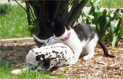 Molly the Dalmatian puppy is laying in front of a bush and Sherlock the black and white kitten has its paws around the dog's back
