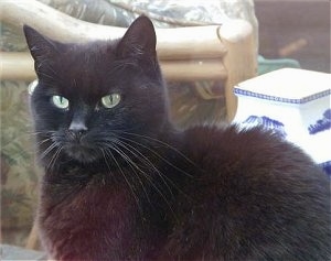 A Black Cat is sitting in front of a couch and a lamp