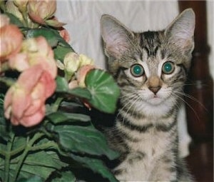 Close Up - A Gray Tiger Kitten is sitting next to a flowered plant