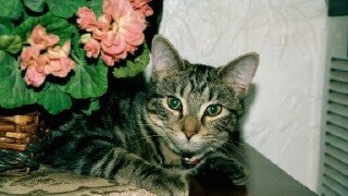 A Gray Tiger Cat laying on a table with a flower behind it