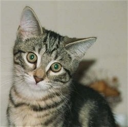 Close Up - A gray tiger kitten is looking at the camera with its head tilted to the right