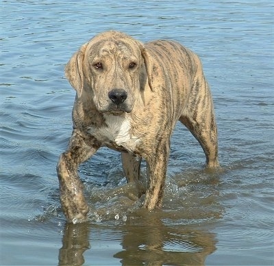 El Capitan's Oakey the Catahoula Bulldog is walking deeper into the body of water