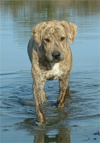 El Capitan's Oakey the Catahoula Bulldog is walking through a body of water