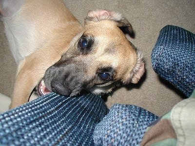 Close Up - Scrappy the Corgi/Shepherd Mix is biting a couch