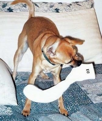 Neo the Puppy is standing on a bed and shaking a wilson brand sock