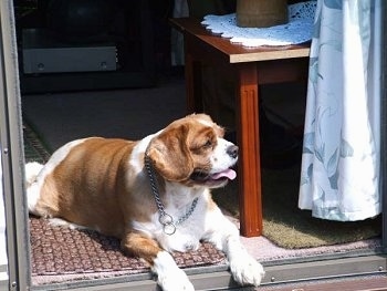 Cavalier King Charles Spaniel is layingon a rug in a doorway with its mouth open and tongue out