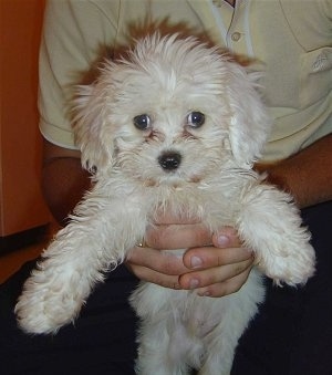 Maximus the Cavachon puppy is being held up by the hands of a person wearing a yellow polo shirt