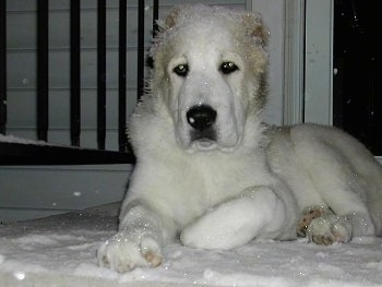 Mountain Top Zero the Central Asian Ovtcharka is laying on a porch with snow as snow lands on his head