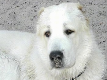 Close Up - Mountain Top Zero the Central Asian Ovtcharka has sand on its nose