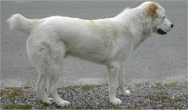 Right Profile - Mountain Top Zero the white with tan Central Asian Ovtcharka is standing outside on the side of a road