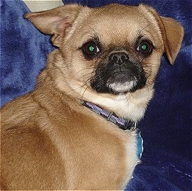 Close Up - Cheeks is laying on a blue backdrop