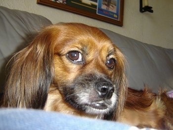 Close Up - Punkie the Cheeks is laying on a couch and giving the camera holder the side eye