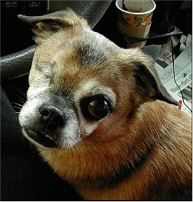 Close Up - Dinky the Cheeks with one eye is sitting in the passenger seat of a car