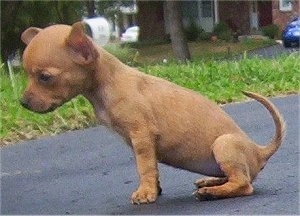 Peanut the Teacup Chihuahua puppy is sitting on a blacktop and looking to the left with grass and a house behind her