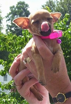 Peanut the Teacup Chihuahua puppy is being held up in the air by a person who is wearing a big diamond ring. The dog is licking its nose and wearing a hot pink collar