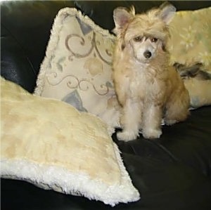 Tequila the Chinese Crested Powder Puff puppy is sitting on a black leather couch in front of a row of pillows