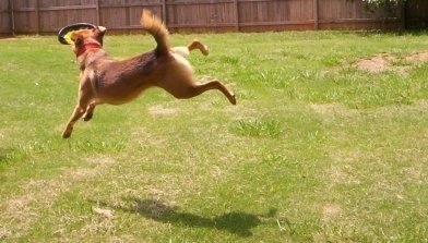 Tory the Chinook is catching a Frisbee out of the air