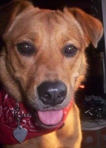 Close Up head shot - Tory the Chinook is wearing a red bandana. Its mouth is open and its tongue is out