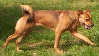 Action shot - Tory the Chinook is running across a field. Its eyes are closed and it tongue is hanging out the side of its mouth