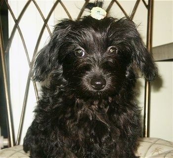 Zoe the black Chi-Poo puppy is wearing a flower band in her top knot and sitting on a pillow and looking towards the camera holder