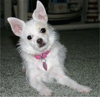 Madonna the white Chi-poo is wearing a pink collar with a heart tag and is laying on a gray carpet and its body is leaning to the left