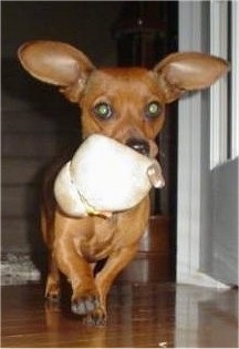 Action shot - Coco the Chiweenie Puppy is running across a hardwood floor with a toy in its mouth