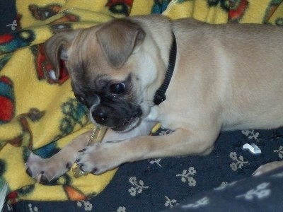 Ruby the tan and black Chug puppy is laying on a couch on a yellow blanket chewing a bone