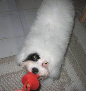 Doodle the white with a black patched Cockapoo puppy is having a tug of war with a red pacifier dog toy