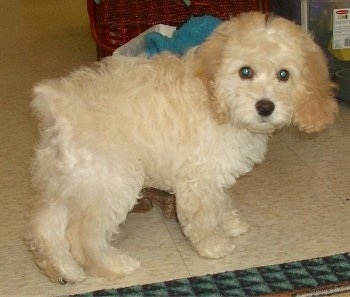 Miniature Cockapoo Dogs