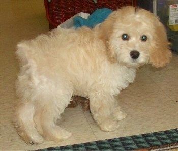 Cocker Spaniel Poodle Mix Personality