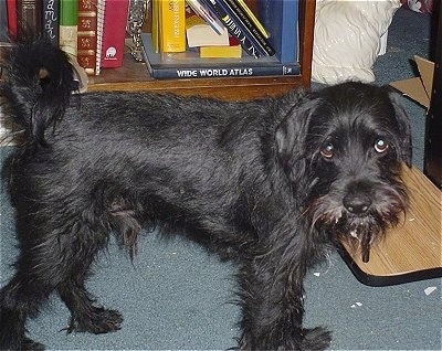 The right side of a wiry looking, black Schnocker dog that is looking forward. Its head is level with its body and its tail is curled up over its back. The dog is looking up with its eyes.