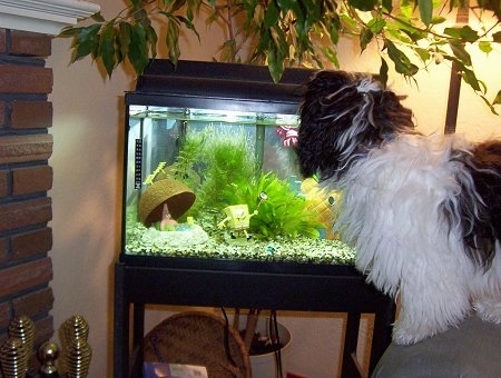A black and white Havanese dog is looking at the top of a fish tank while standing at the edge of an arm chair.