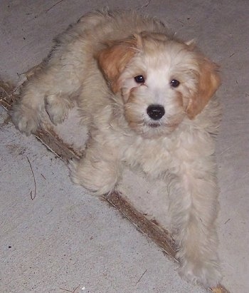 Ambrose the Crestepoo Puppy is laying on a sidewalk and looking up at the camera holder