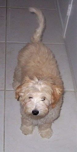 Ambrose the Crestepoo Puppy is standing on a tiled floor and looking up