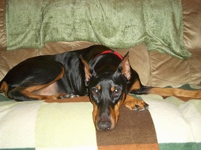 Destiny the black and tan Doberman Pinscher is laying on a tan couch on top of an earthy colored blanket.