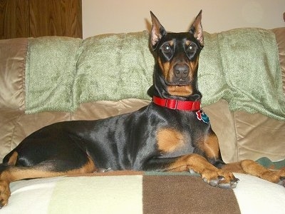 Destiny the black and tan Doberman Pinscher is wearing a red collar and laying on a tan couch on top of a blanket.