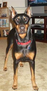 Destiny the black and tan Doberman pinscher is standing in a house in front of an entertainment center with a TV on in the background