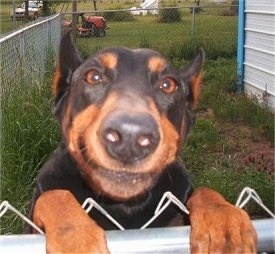 Close Up with the focal point on the nose - Dixie the black and tan Doberman Pinscher is jumped up at a chain link fence with a yard and a house in the background