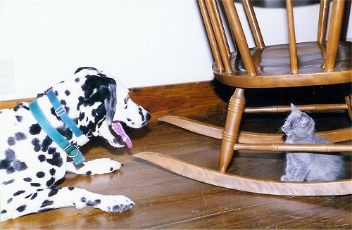 Molly the Dalmatian is laying on a hardwood floor with its mouth open in front of a wooden rocking chair and Daisy the gray kitten is sitting under the Rocking Chair and staring at the dog.
