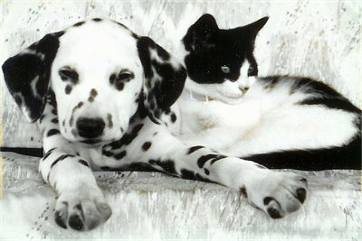 Molly the Dalmatian puppy is laying on a couch with Sherlock the black and white kitten