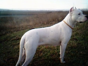 Fuerza de la Paco Cassa the Dogo is standing in a grassy field