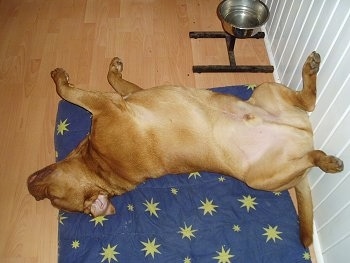 Beau the Dogue de Bordeaux is laying on its back belly-up on a blue and yellow star pillow. Its  butt is against a wall