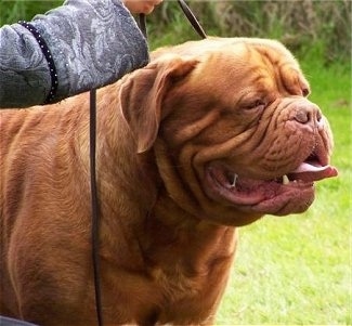 Close Up - Ti Amo de Dame Midnight the Dogue de Bordeaux is standing outside and there is a hand holding a leash