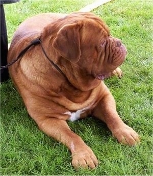 Ti Amo de Dame Midnight the Dogue de Bordeaux is laying outside in grass against a chair