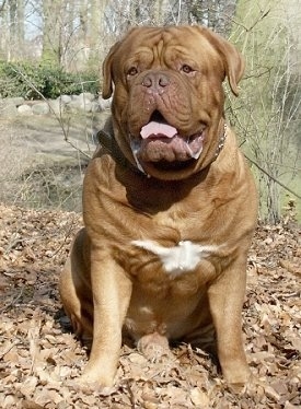 Ti Amo de Dame Midnight the Dogue de Bordeaux is sitting outside in leaves, and in front of a tree. Its mouth is open and tongue is out and he is drooling
