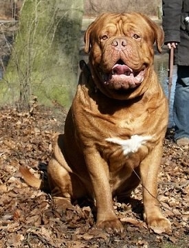 Ti Amo de Dame Midnight the huge Dogue de Bordeaux is sitting outside in leaves, in front of the person holding its leash. There is a body of water behind it. The dog looks like it is smiling